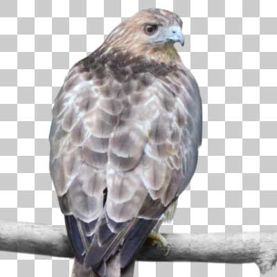 ノスリ Eastern Buzzard