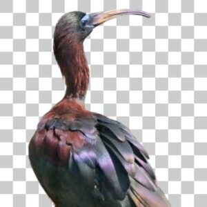 ブロンズトキ Glossy Ibis