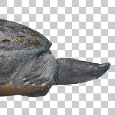 バタグールガメ Northern river terrapin