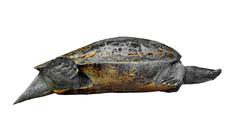 バタグールガメは体長60cmに達する大型の淡水ガメ