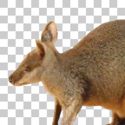 オグロワラビー Swamp wallaby