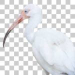 野毛山動物園のシロトキ