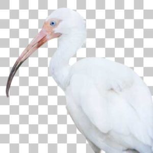 シロトキ White Ibis