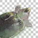 野毛山動物園のワニガメ