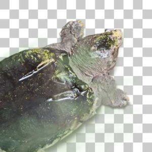 ワニガメ Alligator Snapping Turtle