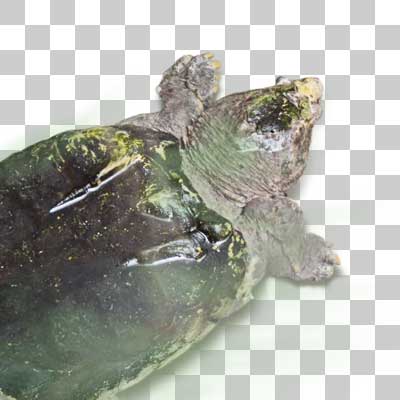 ワニガメ Alligator Snapping Turtle