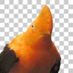 上野動物園のアンデスイワドリ