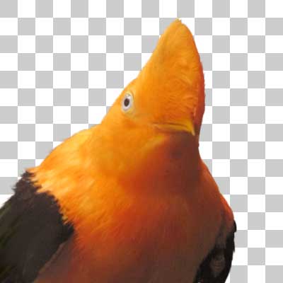 アンデスイワドリ Andean Cock-of-the Rock