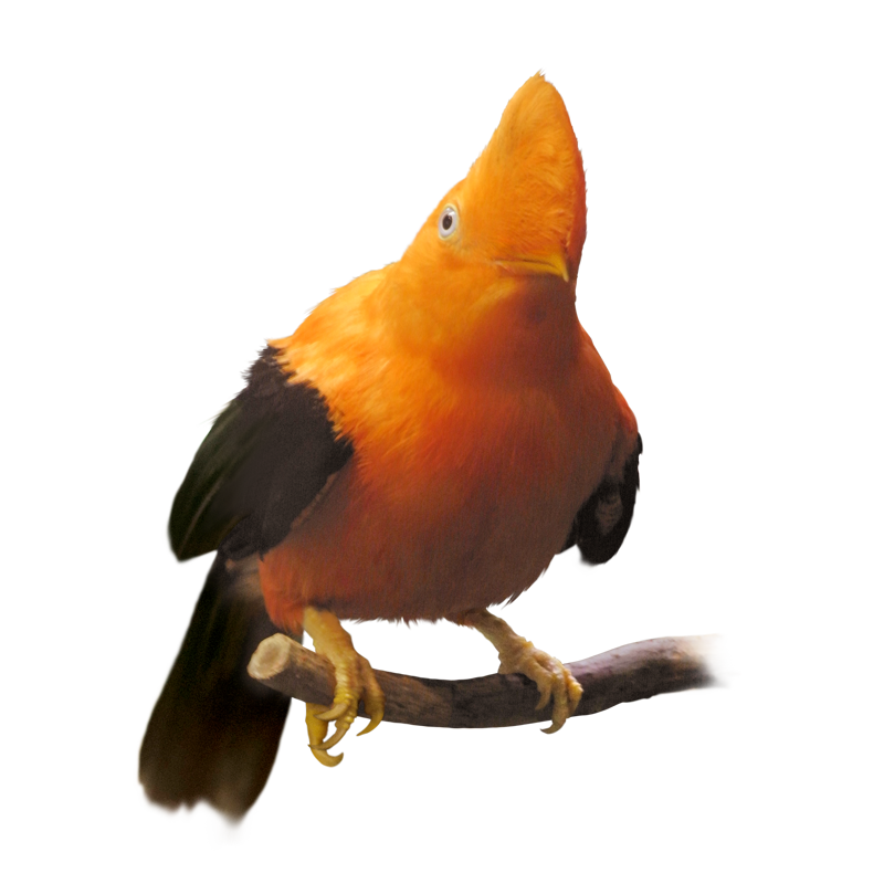 雄の冠羽が特徴的なアンデスイワドリ