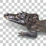 野毛山動物園のヨウスコウワニ