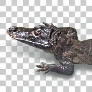 ヨウスコウワニ Chinese Alligato