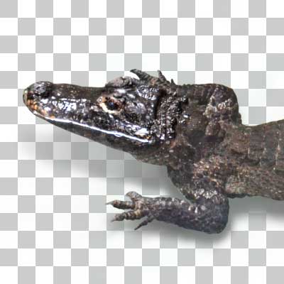 ヨウスコウワニ Chinese Alligato