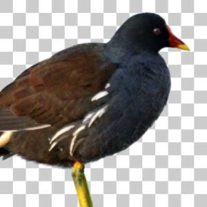 バン Common Moorhen
