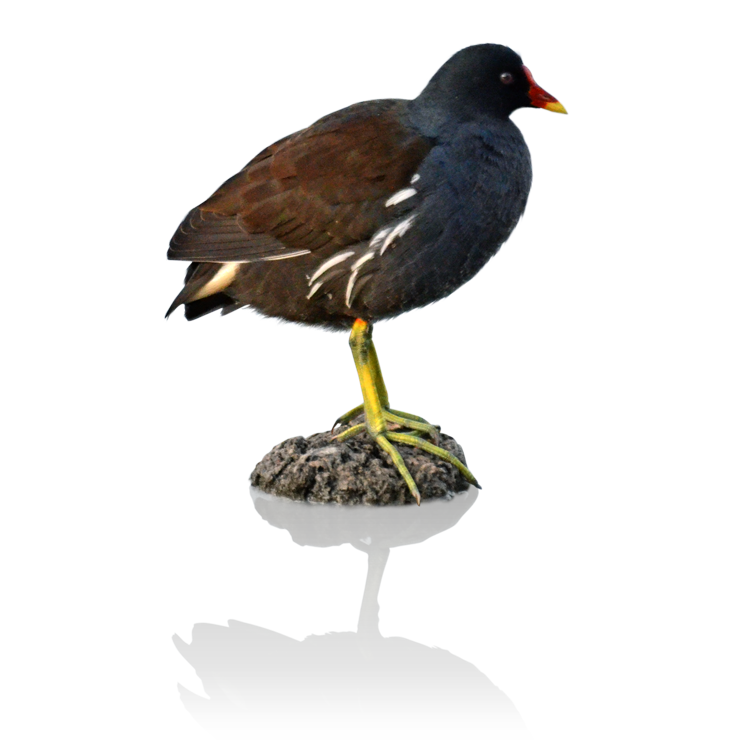 丈夫な足が特徴のバン