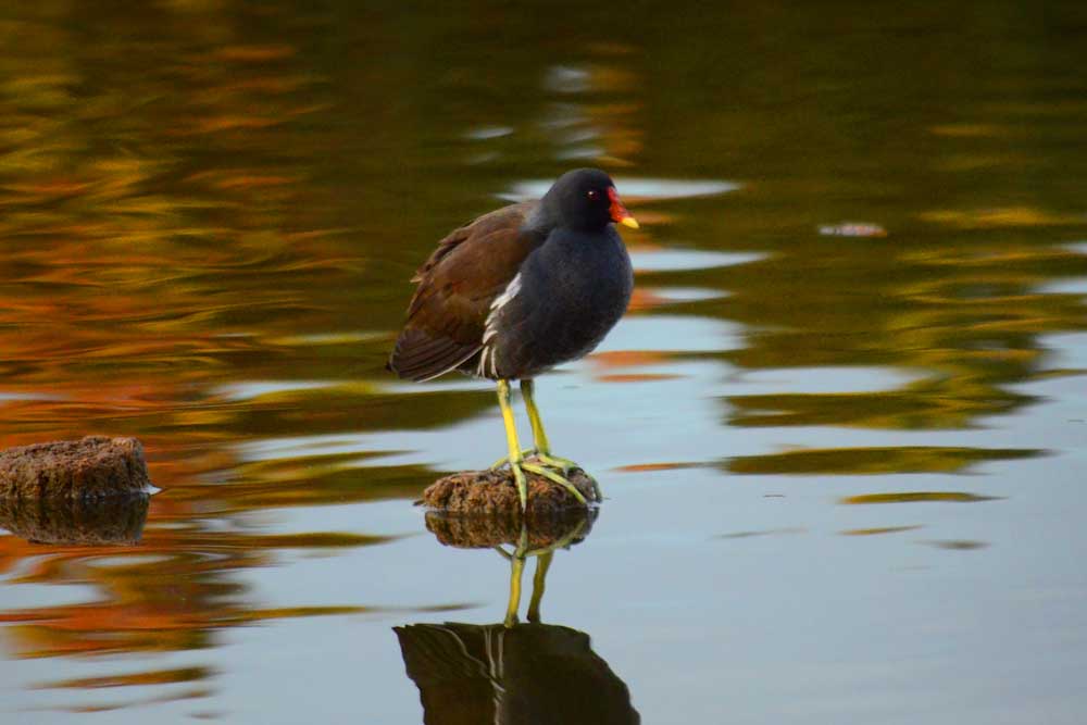 紅葉映える水面に佇むバン