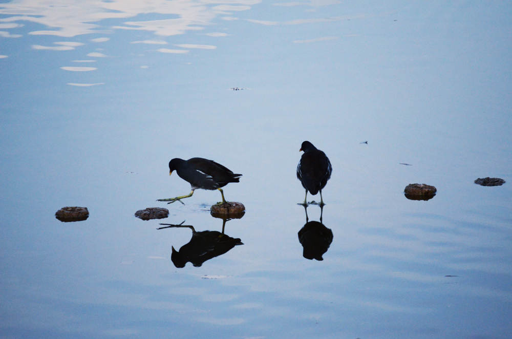 夕暮れ時のバン