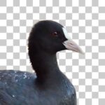 目は赤い、オオバン