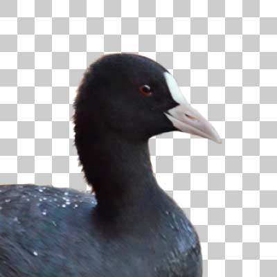 オオバン Eurasian Coot