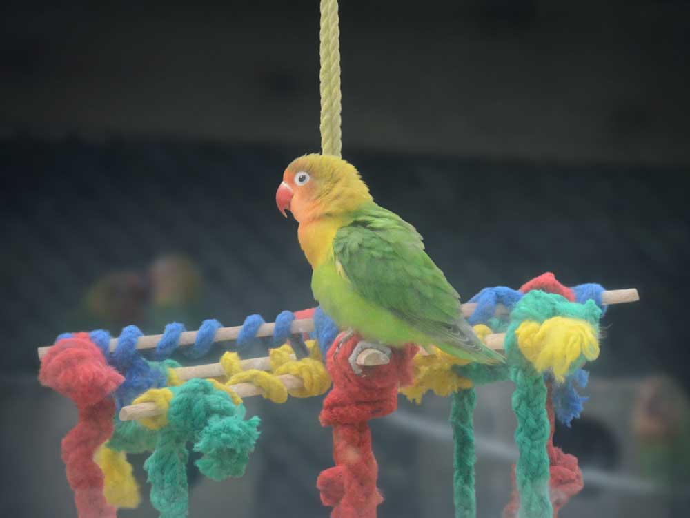 ルリゴシボタンインコの原産地は中央アフリカです。