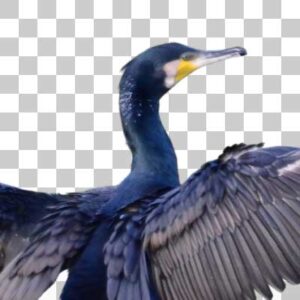 カワウ Great Cormorant