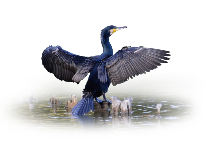 羽を広げ乾かすカワウ