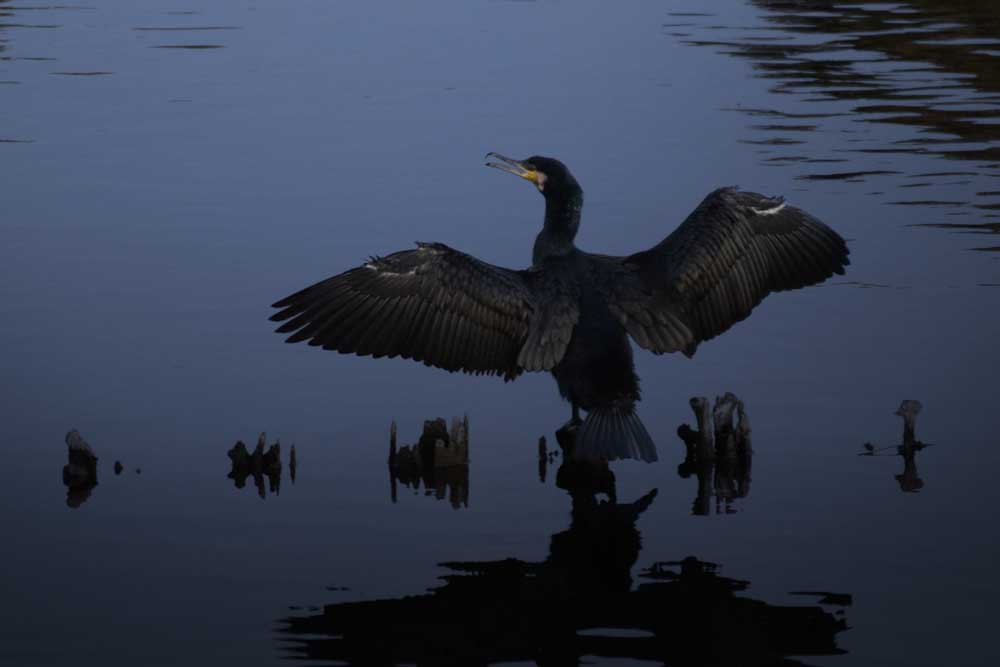 夕暮れ時のカワウ