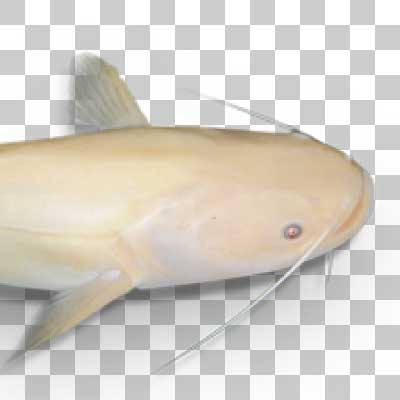 ナマズ Japanese Common Catfish