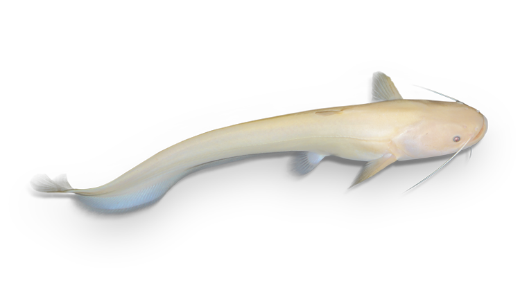 珍しいアルビノのナマズ