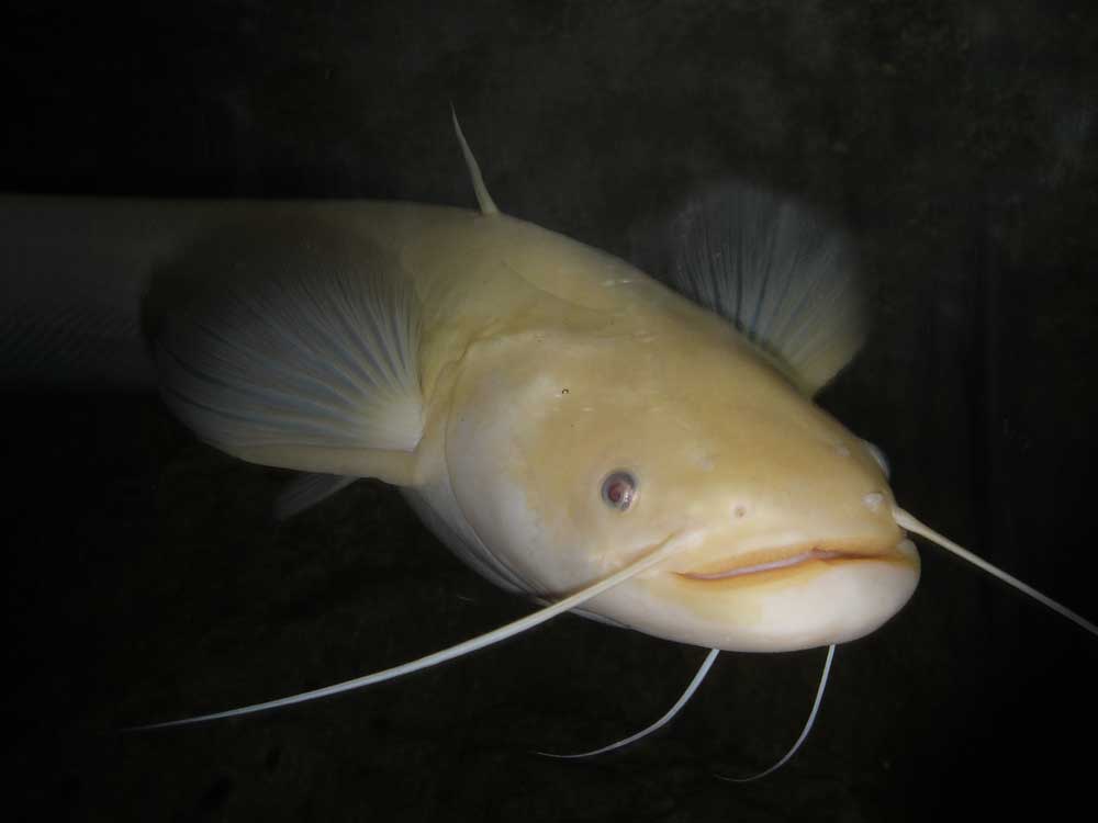 幼魚はのヒゲは3対、成魚になると2対に減ります