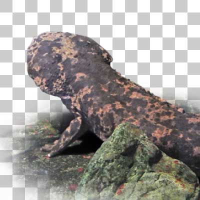 オオサンショウウオ Japanese Giant Salamander