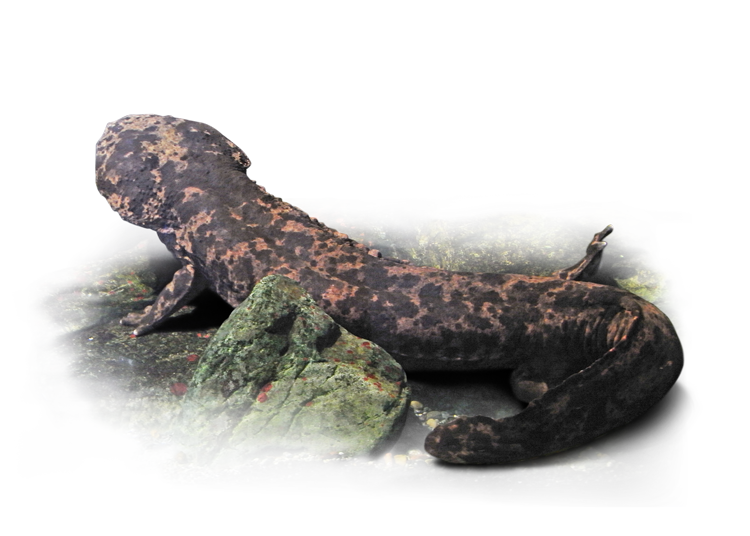 上流の清らかな水に棲むオオサンショウウオ