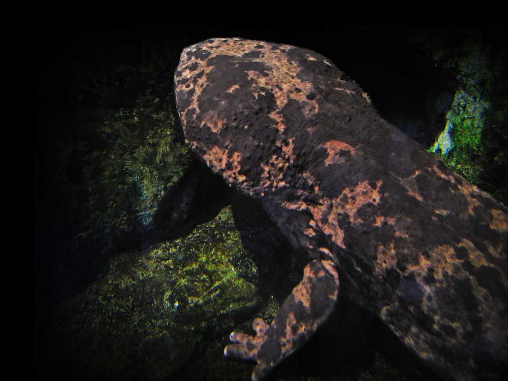 頭部は大きいオオサンショウウオ