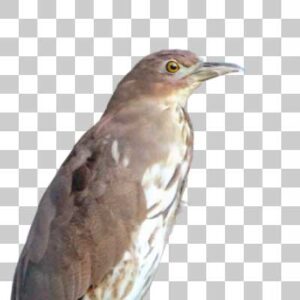 ミゾゴイ Japanese Night Heron