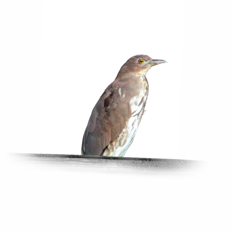 日本の里山に棲むミゾゴイ