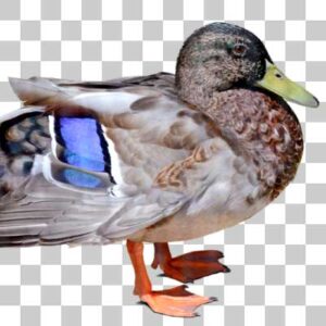 マガモ Mallard