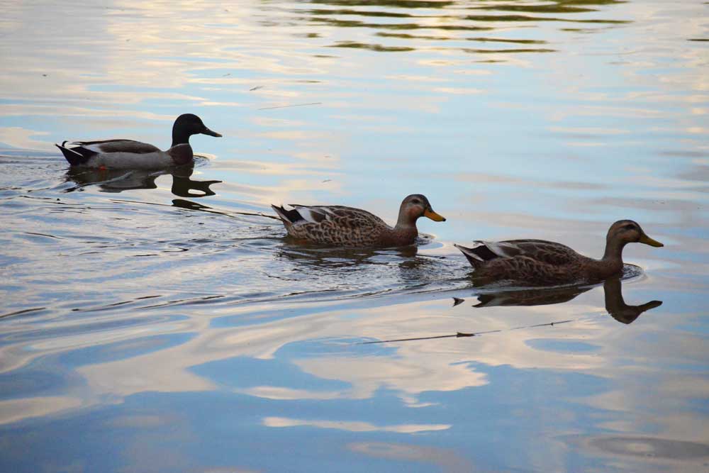 二匹の雌を追う雄のマガモ