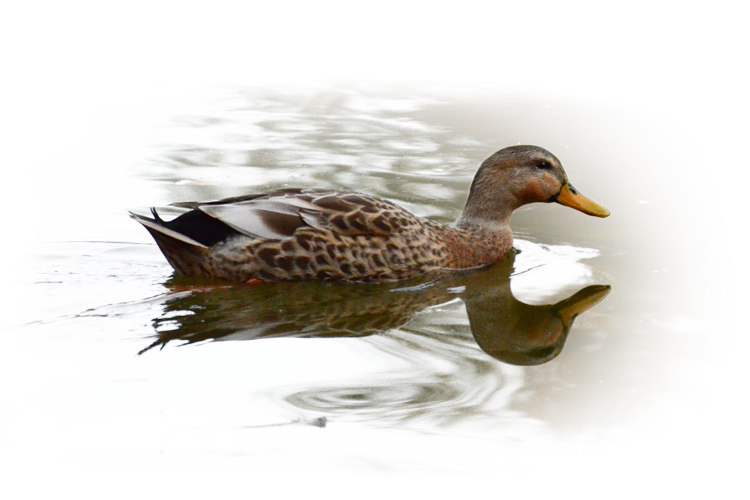 マガモ（雌）Mallard (female)