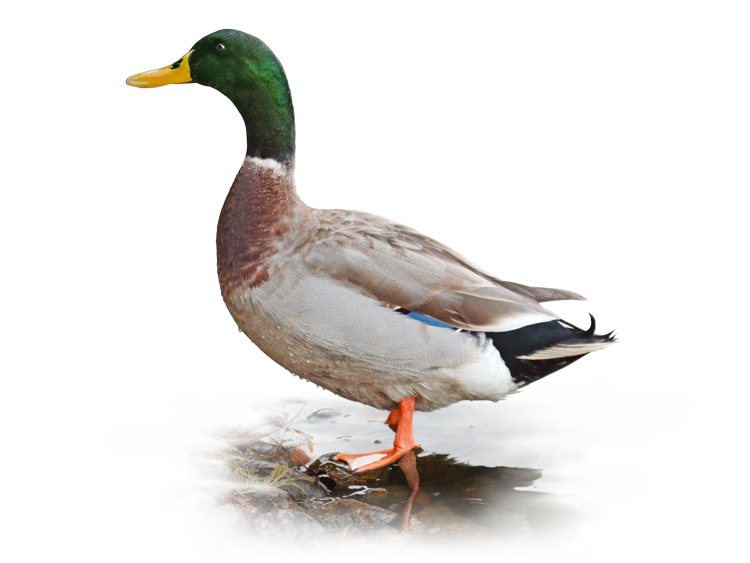 マガモ（雄）Mallard (male)