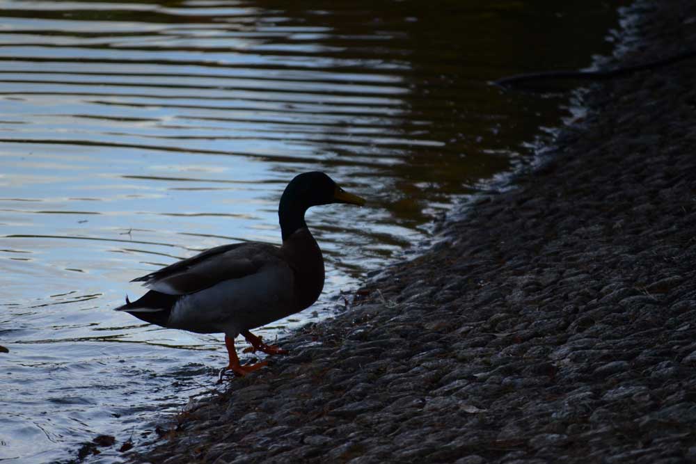 陸に上がるマガモ