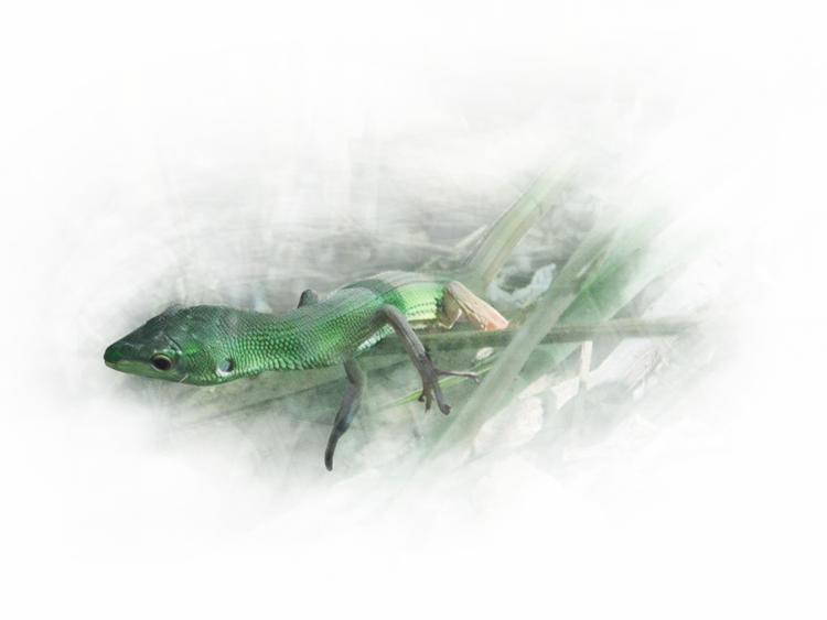 宮古島の固有種、ミヤコカナヘビ