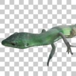 野毛山動物園のミヤコカナヘビ