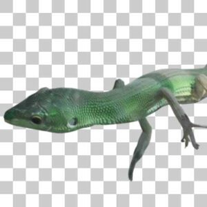 ミヤコカナヘビ Miyako Grass Lizzard