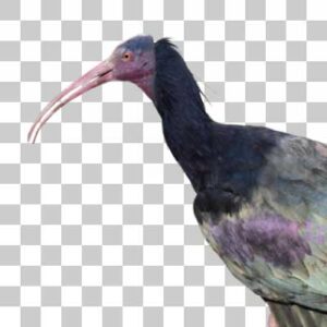 ホオアカトキ Northern Bald Ibis