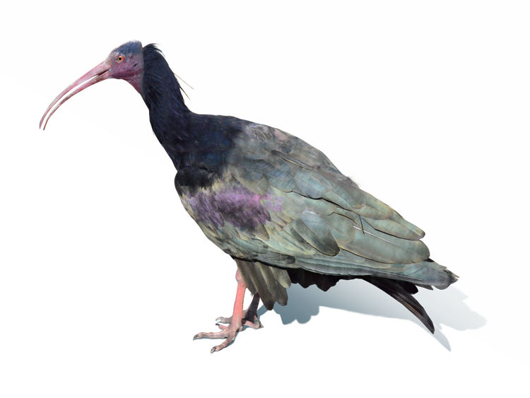 禿げた頭が特徴のホオアカトキ