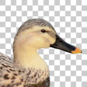 カルガモ Spotbill duck