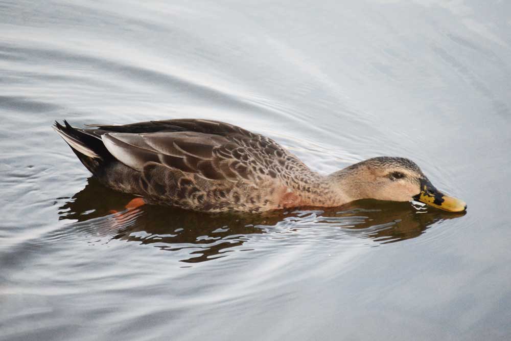 カルガモとマガモの交雑種