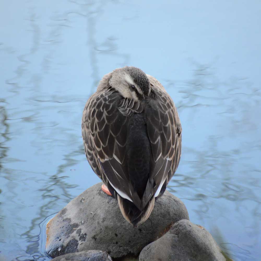 羽を休めるカルガモ