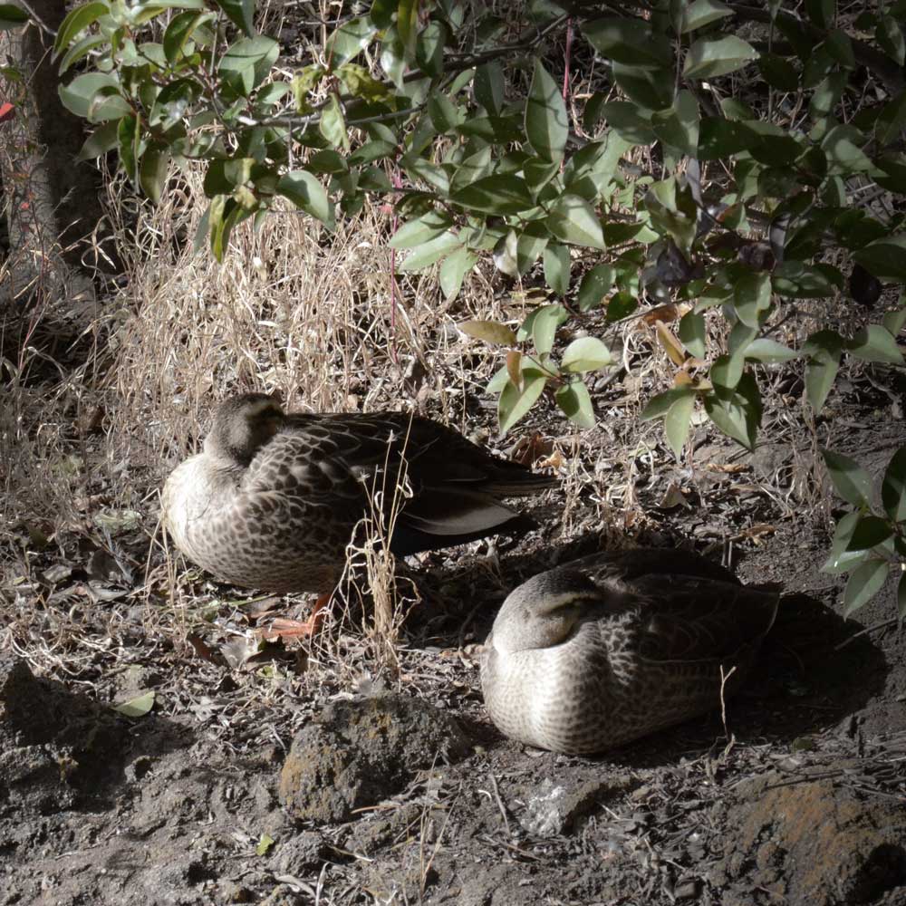 浮間公園の浮島にて休息するカルガモ