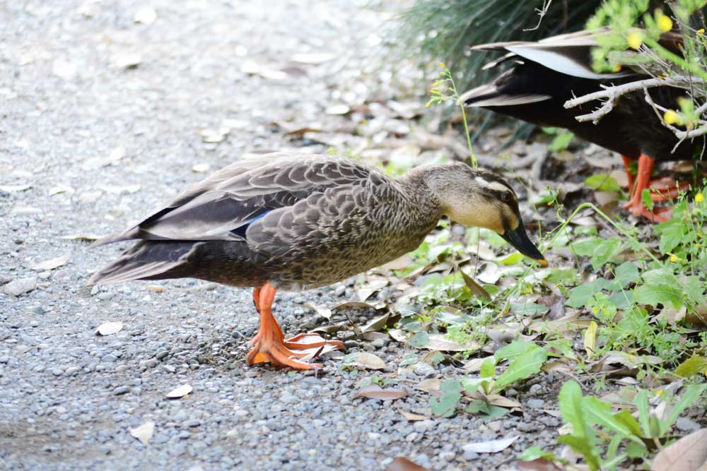 新宿御苑のカルガモ