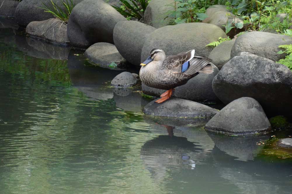 新宿御苑のカルガモ
